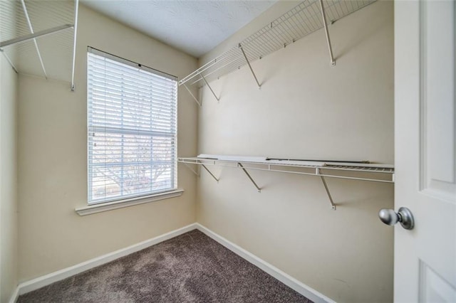 spacious closet with carpet flooring