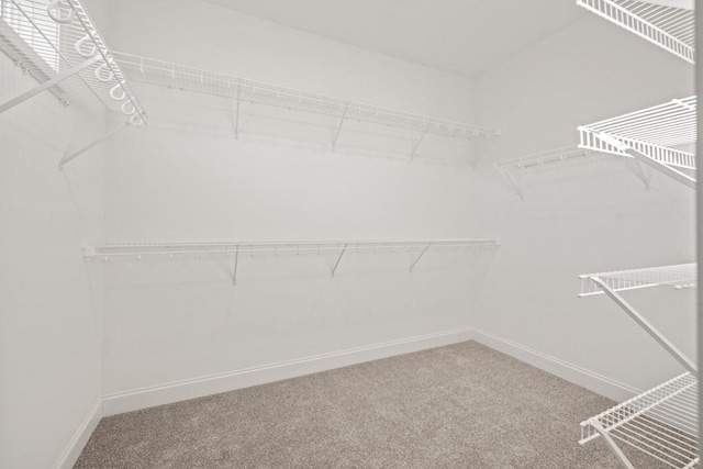 spacious closet featuring carpet flooring