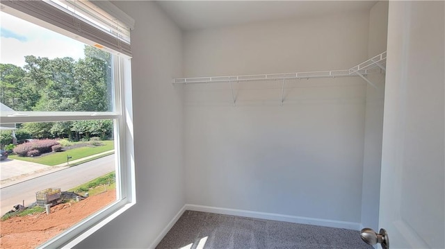 walk in closet with carpet floors