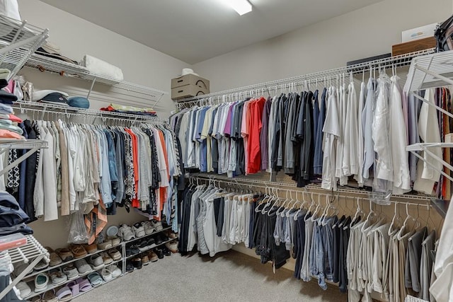 spacious closet featuring carpet flooring