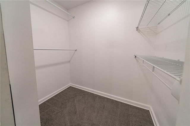 walk in closet with carpet flooring