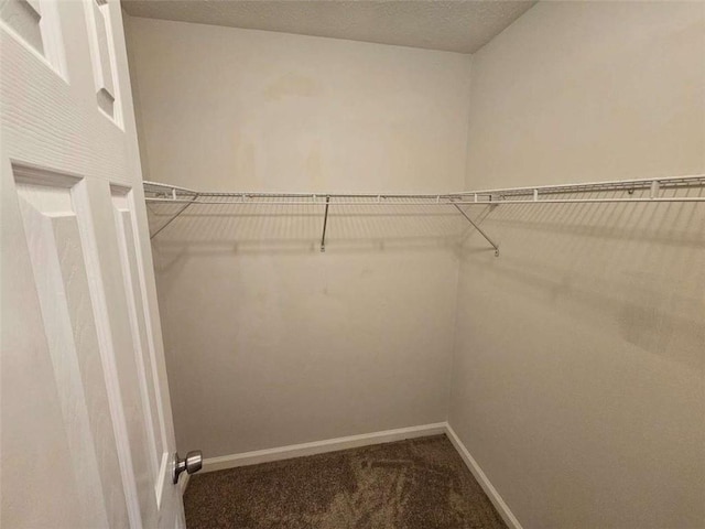 spacious closet featuring carpet