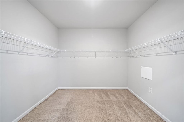 spacious closet featuring carpet