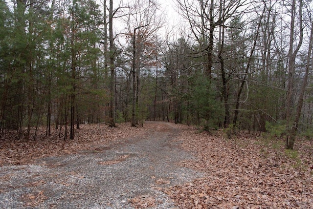 view of local wilderness