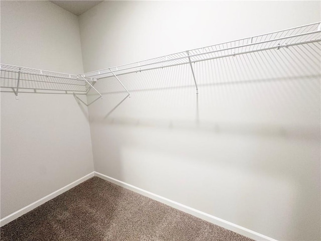 walk in closet with carpet floors