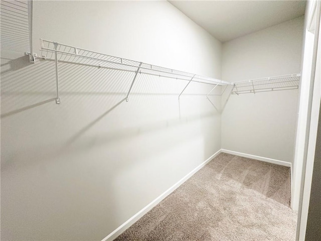 spacious closet featuring carpet flooring