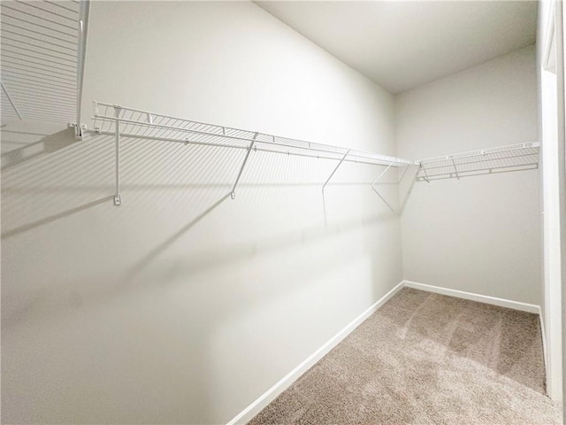 walk in closet with carpet flooring