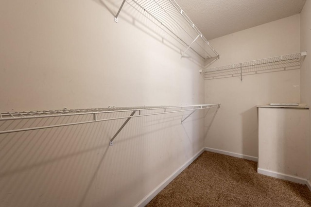 walk in closet featuring carpet floors