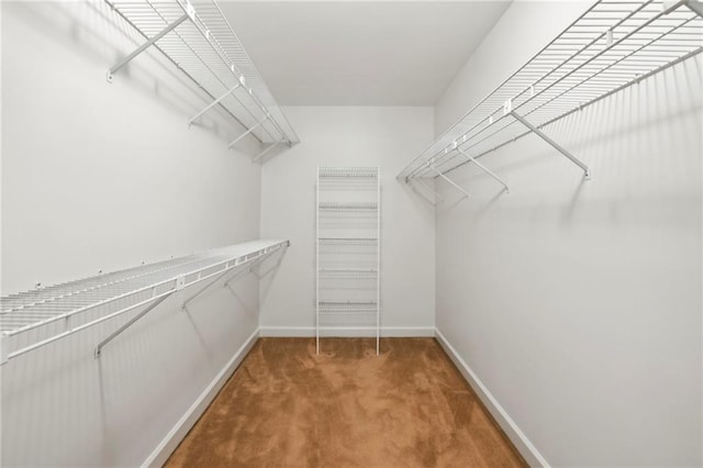 walk in closet with carpet flooring