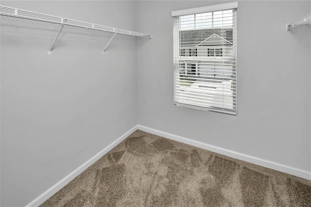 spacious closet with carpet