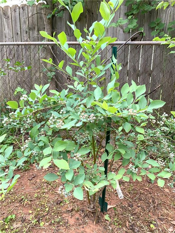 3604 Orchard Cir, Decatur, GA 30032 - view of local wilderness