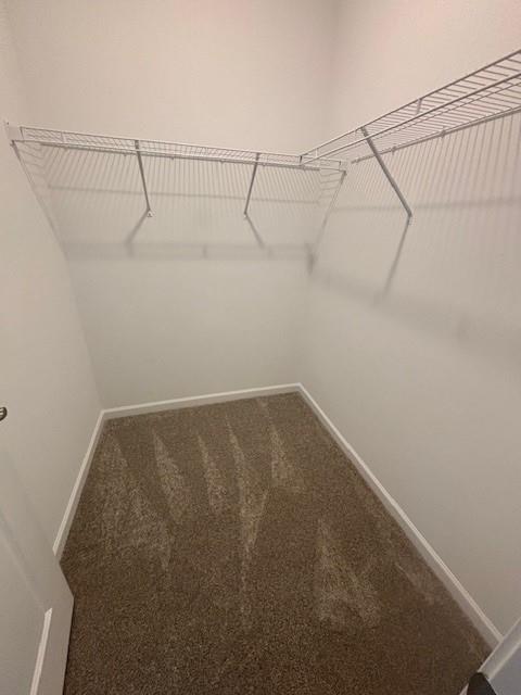 walk in closet with carpet flooring