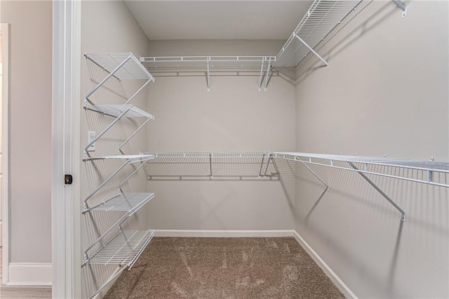 walk in closet with carpet flooring