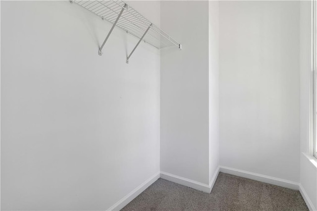 walk in closet featuring carpet floors