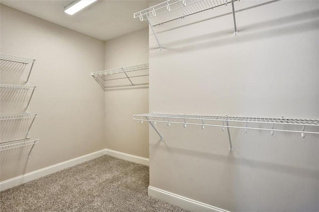 spacious closet featuring carpet floors