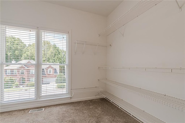 spacious closet with carpet flooring