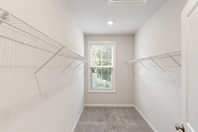 walk in closet featuring carpet flooring