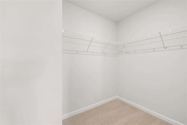 walk in closet with carpet flooring