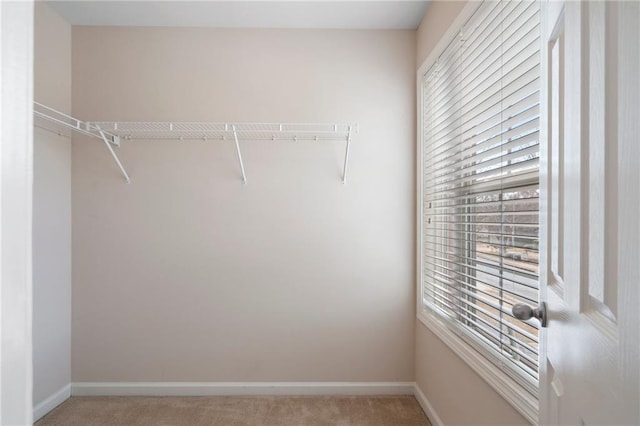 walk in closet featuring carpet flooring