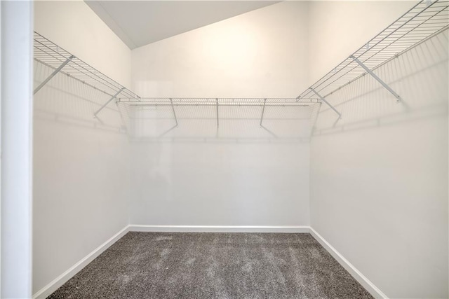 spacious closet featuring carpet flooring