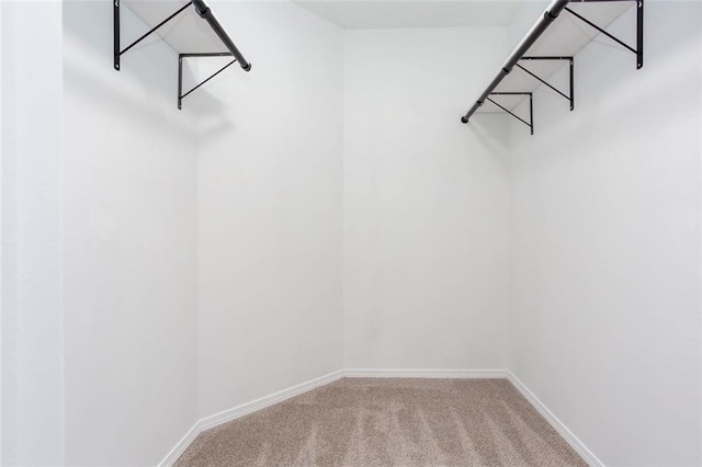 spacious closet featuring carpet flooring