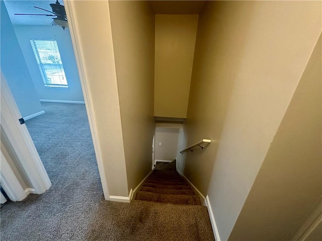 staircase with ceiling fan and carpet floors