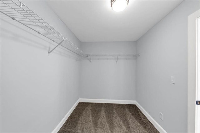 walk in closet with carpet flooring