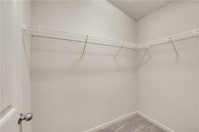 spacious closet featuring carpet