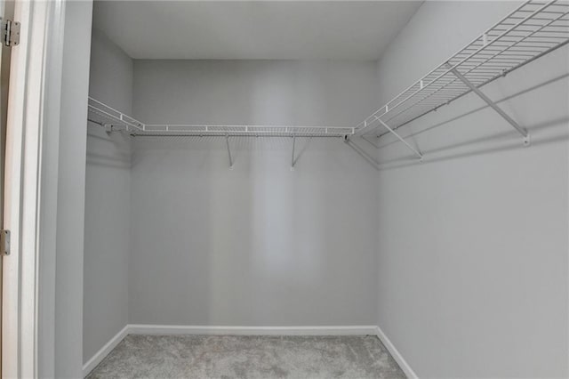 walk in closet featuring carpet flooring