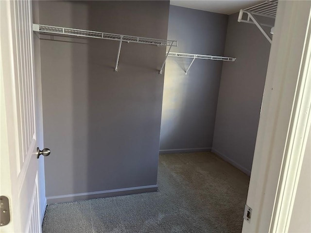 spacious closet featuring carpet floors