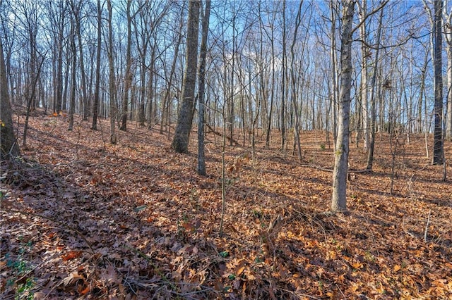 view of local wilderness