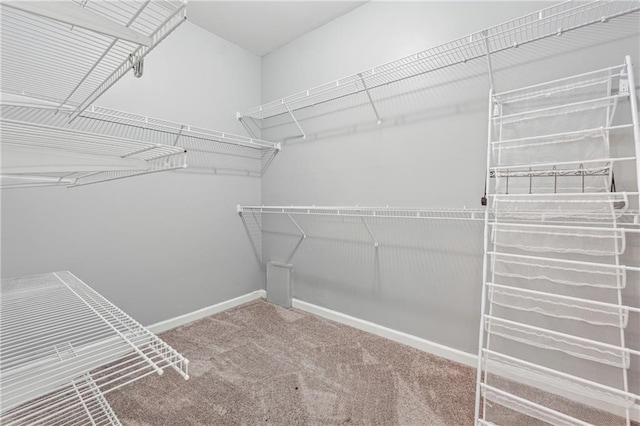 walk in closet featuring carpet floors