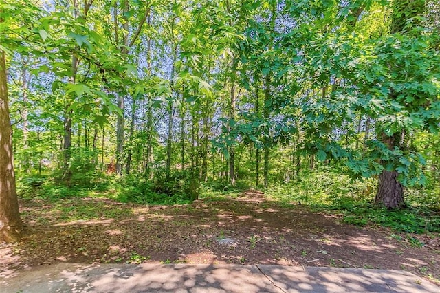 view of woods
