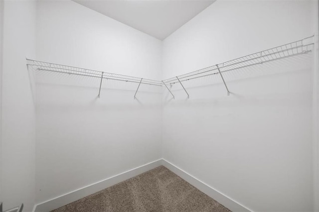 spacious closet featuring carpet flooring