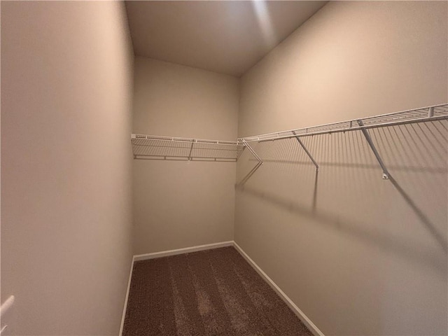 spacious closet featuring carpet