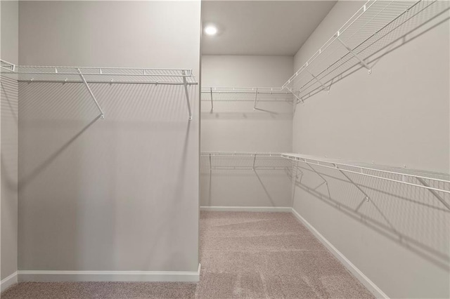 spacious closet featuring carpet