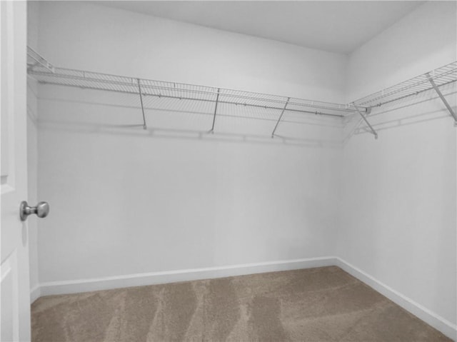 spacious closet with carpet floors