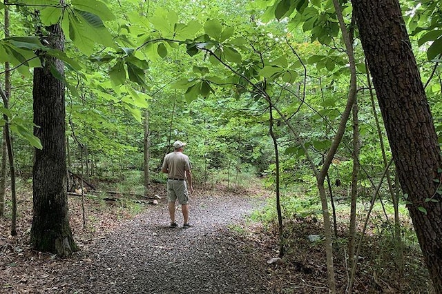 view of woods