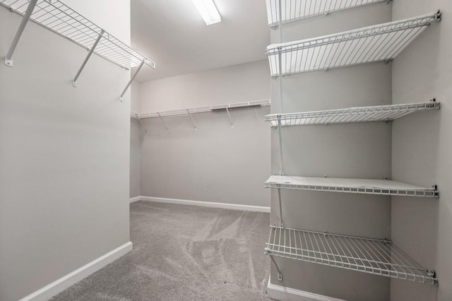 spacious closet featuring carpet floors