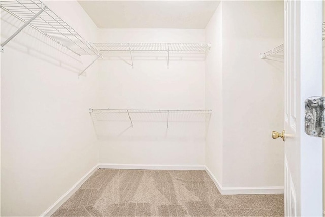 spacious closet featuring carpet
