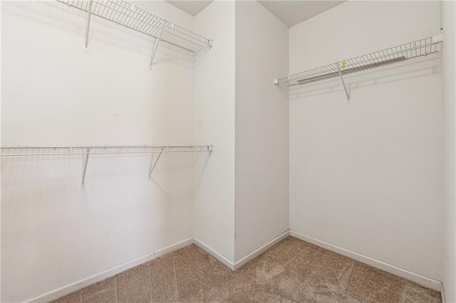 walk in closet featuring carpet floors