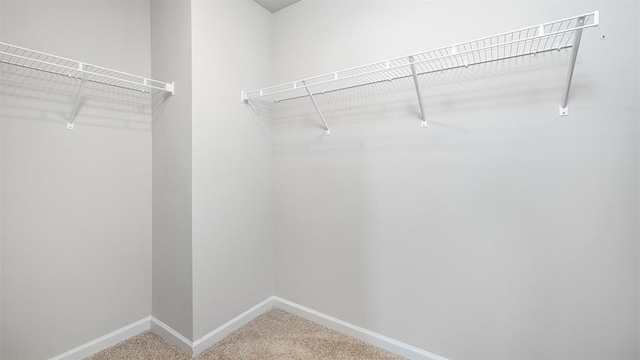 walk in closet with carpet flooring