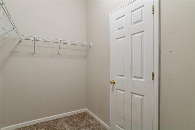 spacious closet featuring carpet