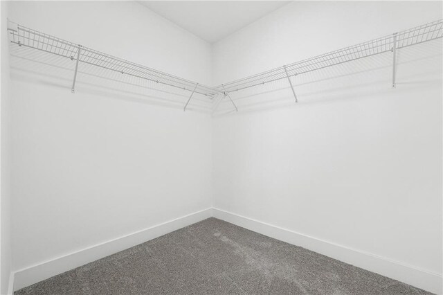 spacious closet featuring carpet