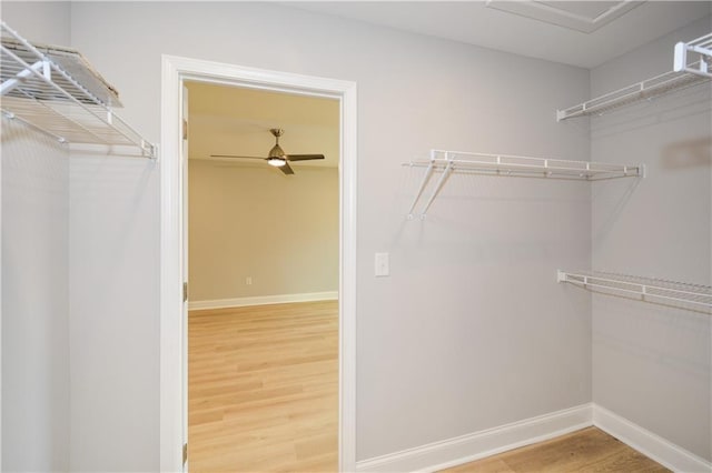 walk in closet featuring hardwood / wood-style flooring and ceiling fan