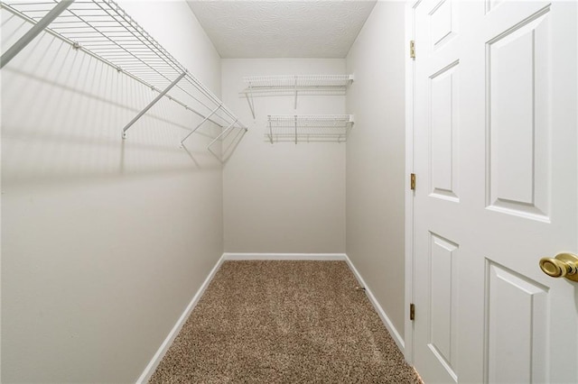 spacious closet featuring carpet floors