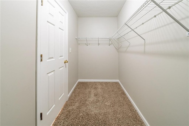 spacious closet featuring carpet