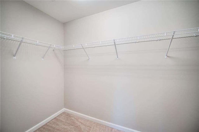 walk in closet featuring carpet floors