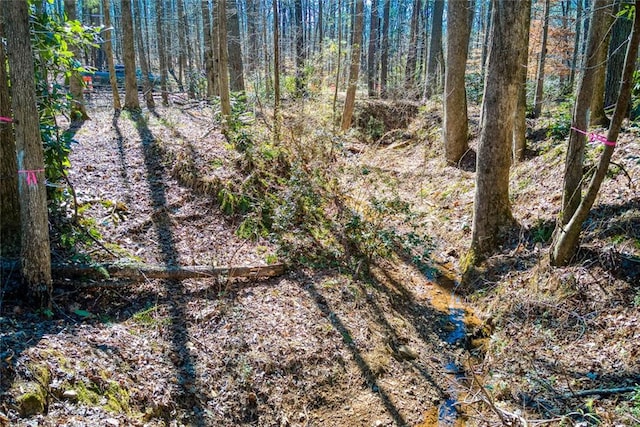 view of local wilderness featuring a view of trees