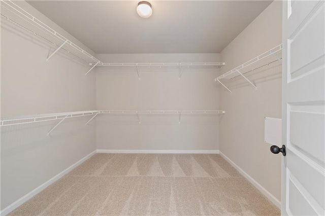 walk in closet with carpet flooring